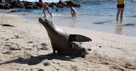 Sea Lion Behavior - AnimalBehaviorCorner