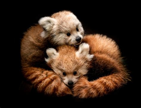 2 Cute Rare Red Panda Cubs Born At Wildlife Park - The Ethicalist