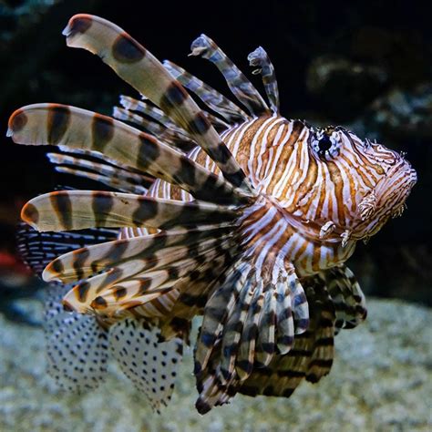 Red Lionfish - Georgia Aquarium