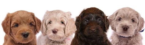 Types and Colors of Australian Labradoodles