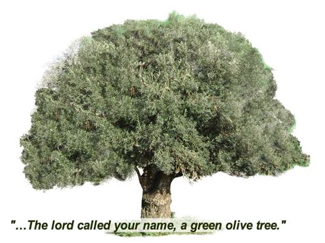 Olive Tree Symbolism