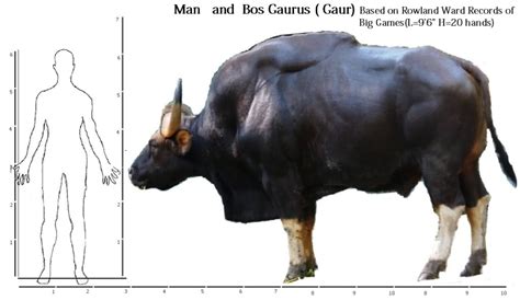 Gaur, Indian Bison | AfricaHunting.com