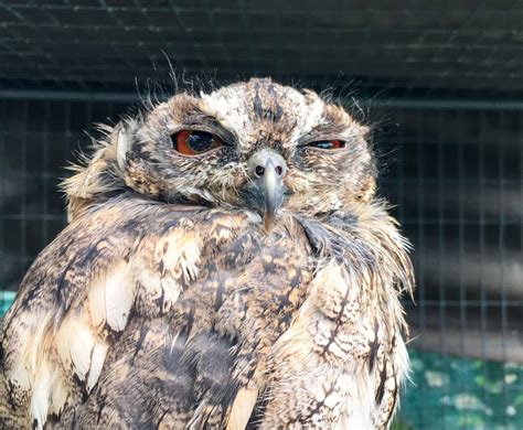 Owls Sleeping Are So Adorable - You Need to See These Pictures, Videos ...