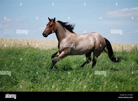 running Quarter Horse Stock Photo - Alamy