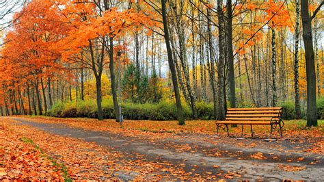 autumn, Fall, Landscape, Nature, Tree, Forest, Leaf, Leaves, Path ...