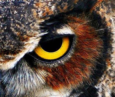 The Eye of the Owl