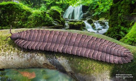 Arthropleura | Prehistoric Wiki | Fandom