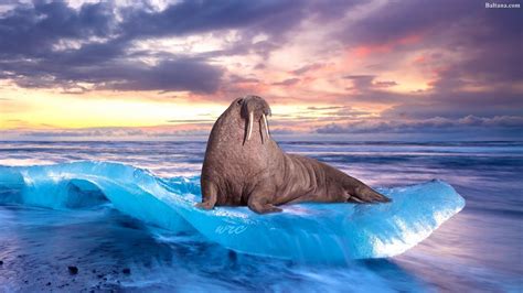 Walrus Wallpaper 32049 - Baltana