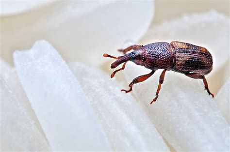 Rice Weevil: 5 Fun Facts & How to Get Rid of Them - Pest Wiki