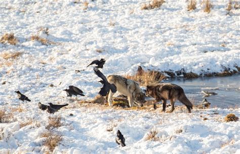 Ravens and Wolves: Do Wolves and Ravens Work Together