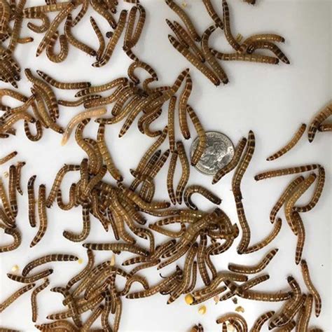 Small Super Worms - Buy 3/4-1″ Size Now!