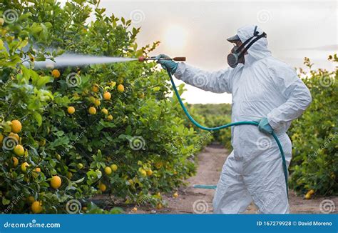 Weed Insecticide Fumigation. Organic Ecological Agriculture. Spray ...