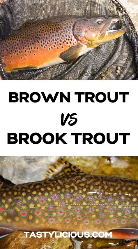 Brown trout vs brook trout – Artofit