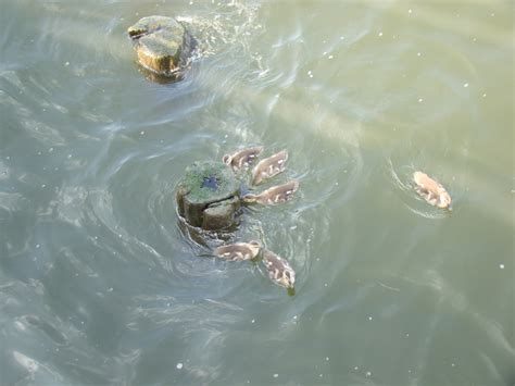 Gadwall Ducklings - The HUDSON RIVER PARK Companion