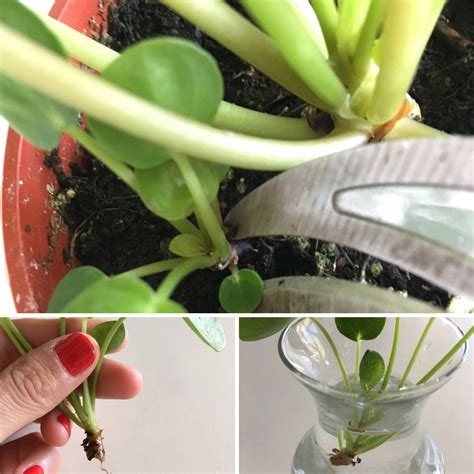 How to Propagate Pilea Peperomiodes AKA The Chinese Money Plant — Plant ...