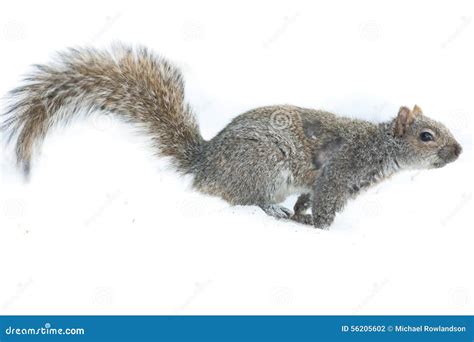 Squirrel Feeding Isolated stock photo. Image of graphic - 56205602