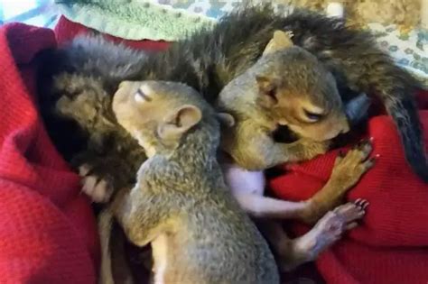 How to Take Care of a Baby Squirrel? | FeedingNature.com