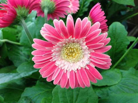 Gerbera Daisies: A Growing & Care Guide | Garden Design