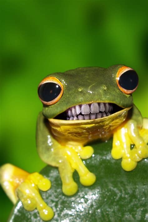 22+ Frogs With Teeth PNG - Teeth Walls Collection For Everyone