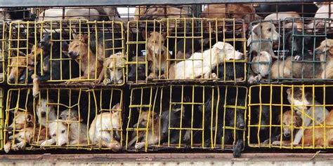 China Dog Meat Trade / Dog Meat Trade - Seishan, China | Animal ...