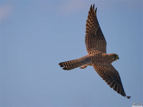 Female Common Kestrel in Flight