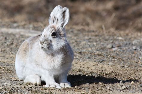 7 Animals That Turn White in Winter | Britannica