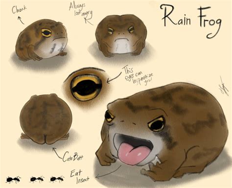 Rain Frog Study by teresiateza on DeviantArt