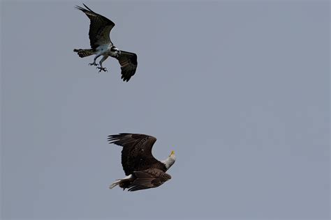 Bald Eagle vs Osprey - Wakodahatchee - Bird Board - Tropical Audubon ...