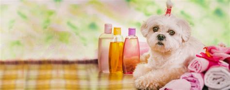 How to Give Your Dog a Spa Treatment at Home | Wag!