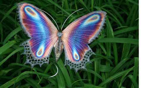 Butterfly HD Wallpaper (68+ images)