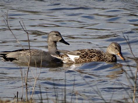 Male and female gadwall - Winchester Local Group