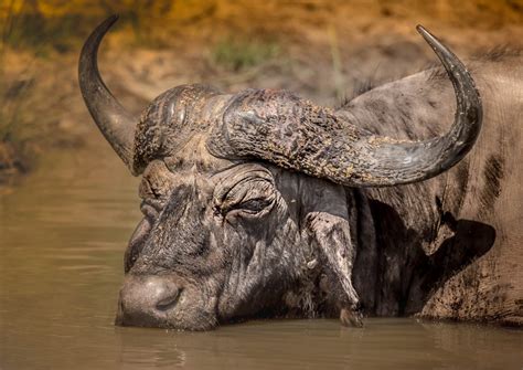 African Buffalo Facts Video Footage Amazing Big 5