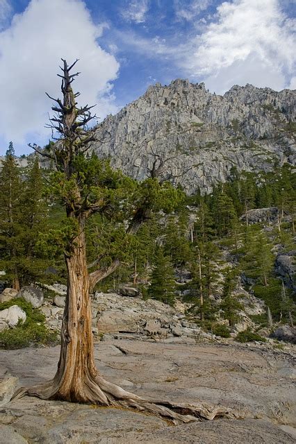 Free Photos: Lake tahoe pine trees nature | mfgpa