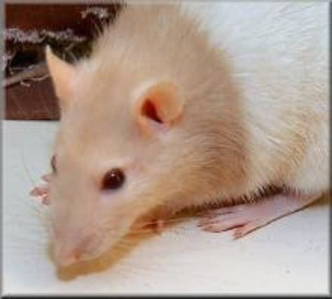 Fancy Rat Varieties: Fur Color, Eye Color, Coat Type, and Markings ...