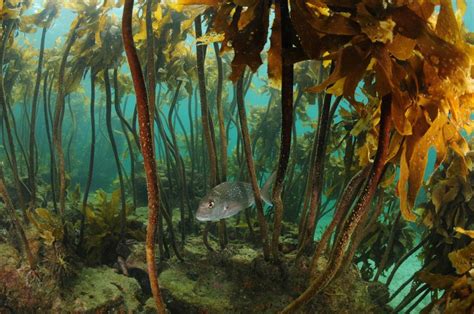 Kelp forests losing unique traits due to climate change, says study