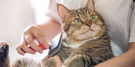 Cat Care For Newcomers: 10 Key Guidelines To Observe - animalonly.com