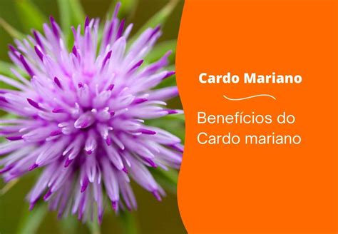 Cardo Mariano: Quais seus benefícios? - Blog Nature Center