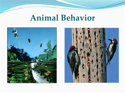 Animal Behavior