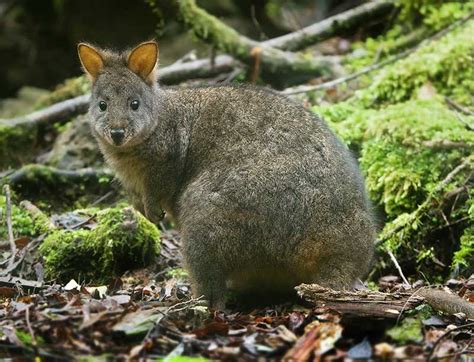 Tasmanian Wildlife