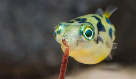 Most Popular Types of Freshwater Puffer Fish - hygger