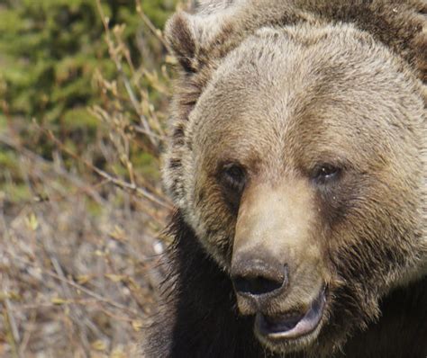 Banff Wildlife Watching Tours - Discover Banff Tours