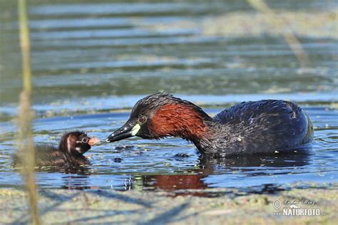 Little Grebe Photos, Little Grebe Images, Nature Wildlife Pictures ...