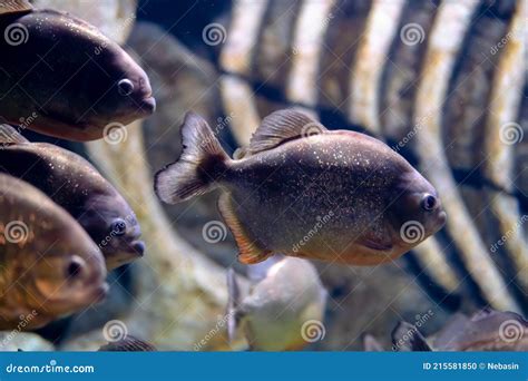 A Group of Piranhas in a Marine Aquarium. Predatory Fish Stock Photo ...