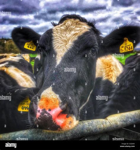 Friesian cow hi-res stock photography and images - Alamy