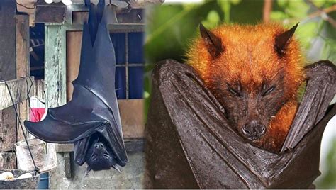 Picture of endangered megabat in PH shocked netizens ~ PINOY FORMOSA