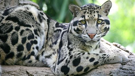 Clouded Leopard Information, Facts, Habitat, Adaptations, Baby, Pictures