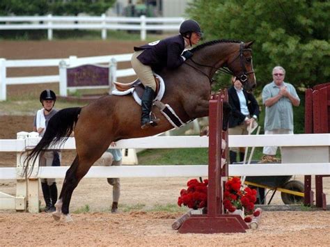 The 11 Best Jumping Horse Breeds — The Sporting Blog