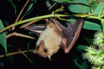 Mega-bats - All About Bats