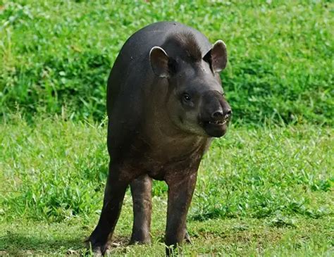 LOWLAND TAPIR LIFE EXPECTANCY