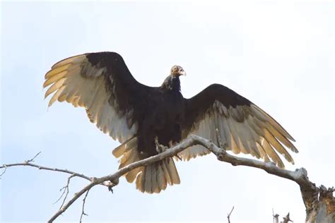 How to Identify an Osprey vs Bald Eagle - Birding Insider